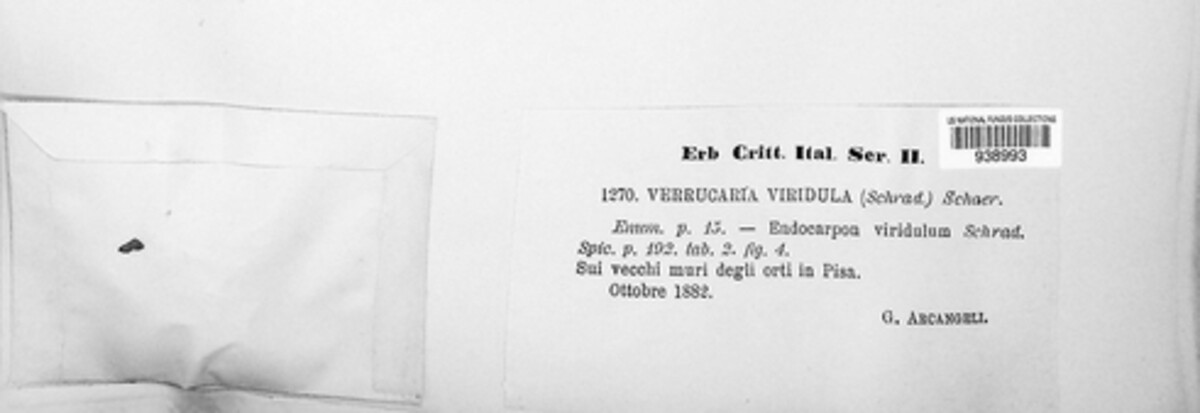 Verrucaria image